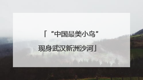 “中国最美小鸟”现身武汉新洲沙河
