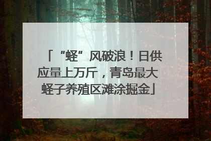 “蛏”风破浪！日供应量上万斤，青岛最大蛏子养殖区滩涂掘金