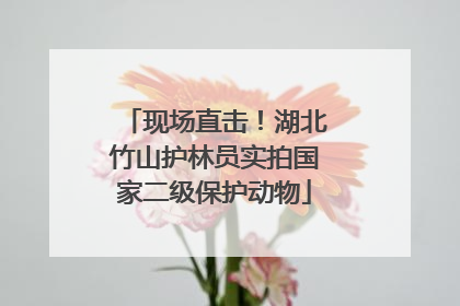 现场直击！湖北竹山护林员实拍国家二级保护动物