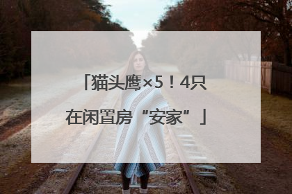 猫头鹰×5！4只在闲置房“安家”