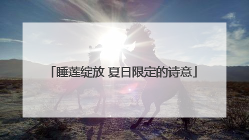 睡莲绽放 夏日限定的诗意