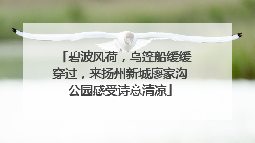 碧波风荷，乌篷船缓缓穿过，来扬州新城廖家沟公园感受诗意清凉