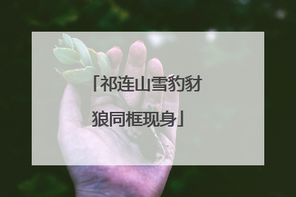 祁连山雪豹豺狼同框现身