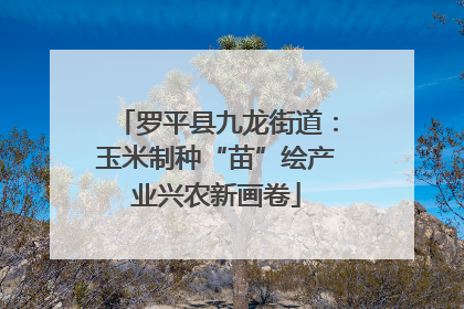 罗平县九龙街道：玉米制种“苗”绘产业兴农新画卷