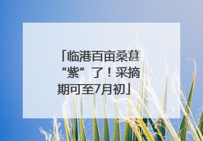 临港百亩桑葚“紫”了！采摘期可至7月初