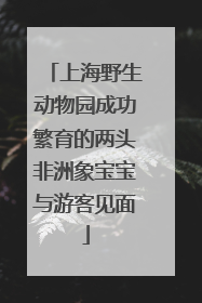 上海野生动物园成功繁育的两头非洲象宝宝与游客见面