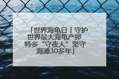 世界海龟日丨守护世界最大海龟产卵 特多“守夜人”坚守海滩30多年