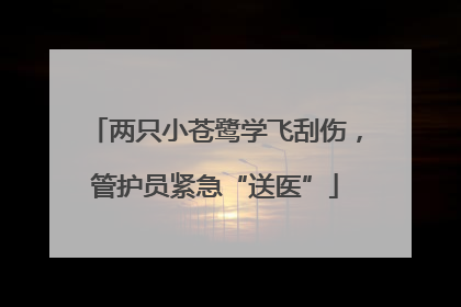 两只小苍鹭学飞刮伤，管护员紧急“送医”