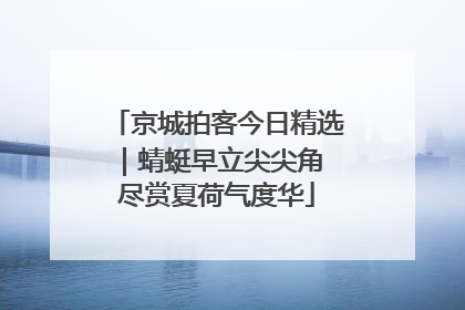 京城拍客今日精选｜蜻蜓早立尖尖角 尽赏夏荷气度华