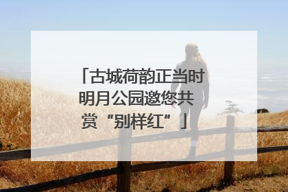 古城荷韵正当时 明月公园邀您共赏“别样红”