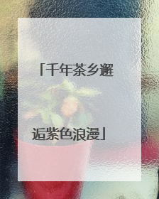 千年茶乡邂逅紫色浪漫