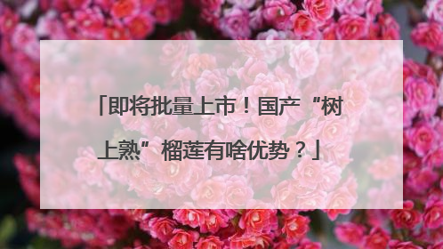 即将批量上市！国产“树上熟”榴莲有啥优势？