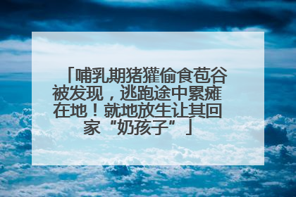 哺乳期猪獾偷食苞谷被发现，逃跑途中累瘫在地！就地放生让其回家“奶孩子”