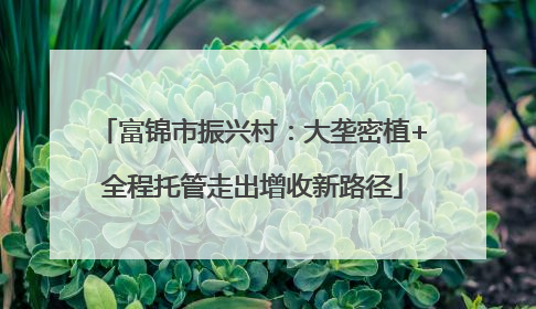 富锦市振兴村：大垄密植+全程托管走出增收新路径
