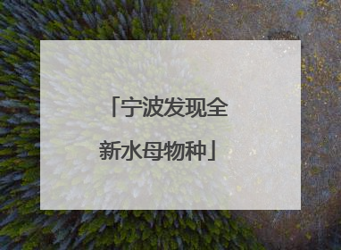 宁波发现全新水母物种