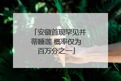 安徽首现罕见并蒂睡莲 概率仅为百万分之一
