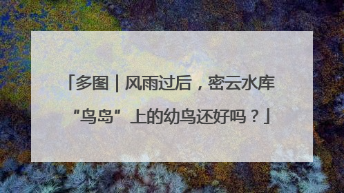多图｜风雨过后，密云水库“鸟岛”上的幼鸟还好吗？