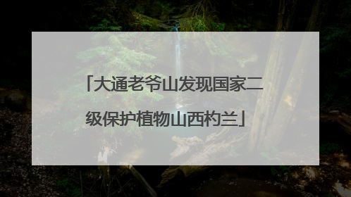大通老爷山发现国家二级保护植物山西杓兰