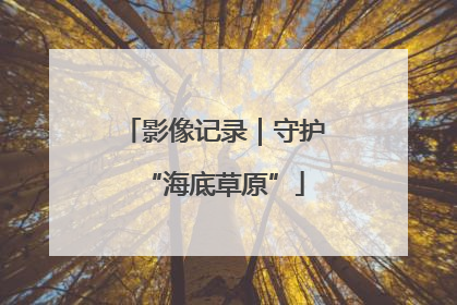影像记录｜守护“海底草原”