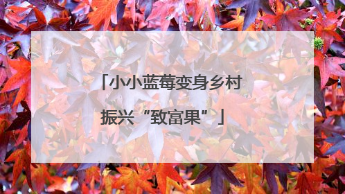 小小蓝莓变身乡村振兴“致富果”