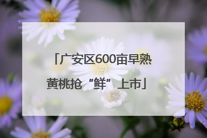 广安区600亩早熟黄桃抢“鲜”上市
