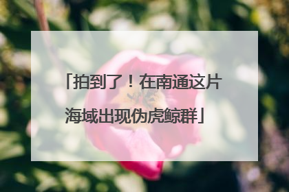 拍到了！在南通这片海域出现伪虎鲸群