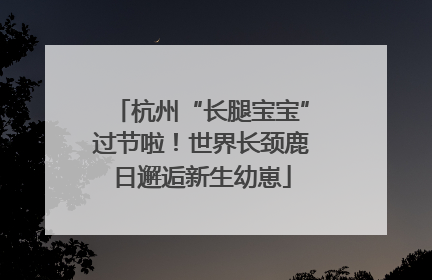 杭州“长腿宝宝”过节啦！世界长颈鹿日邂逅新生幼崽