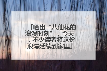 晒出“八仙花的浪漫时刻”，今天，不少读者将这份浪漫延续到家里
