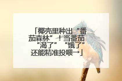 椰壳里种出“番茄森林”！当番茄“渴了”“饿了”还能精准投喂→