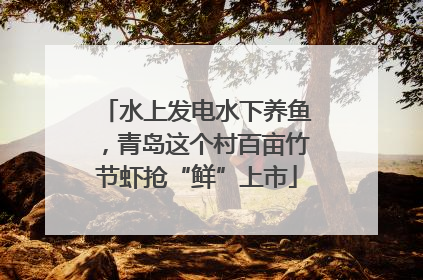 水上发电水下养鱼，青岛这个村百亩竹节虾抢“鲜”上市