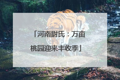 河南尉氏：万亩桃园迎来丰收季