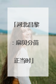 河北昌黎：扇贝分苗正当时