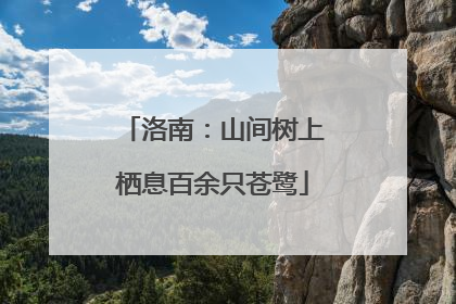 洛南：山间树上栖息百余只苍鹭