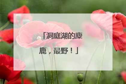 洞庭湖的麋鹿，最野！