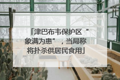 津巴布韦保护区“象满为患”，当局称将扑杀供居民食用