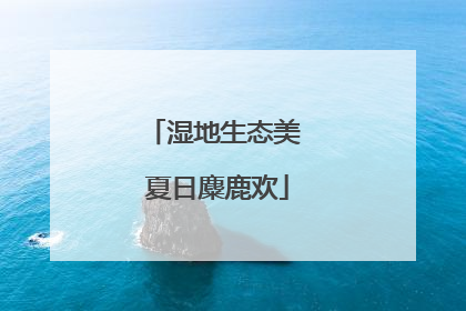 湿地生态美 夏日麋鹿欢