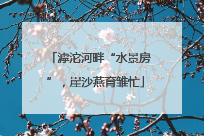 滹沱河畔“水景房”，崖沙燕育雏忙