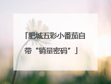 肥城五彩小番茄自带“销量密码”