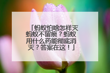 蚂蚁怕啥怎样灭蚂蚁不留痕？蚂蚁用什么药能彻底消灭？答案在这！