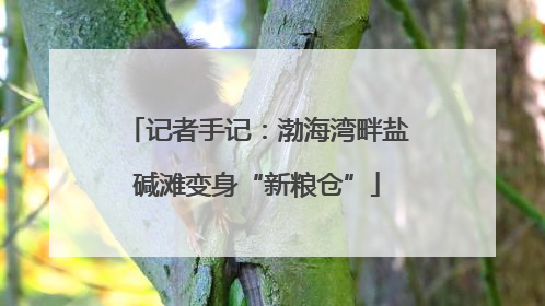 记者手记：渤海湾畔盐碱滩变身“新粮仓”