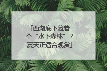 西湖底下藏着一个“水下森林”？夏天正适合观赏