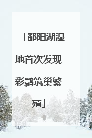 鄱阳湖湿地首次发现彩鹮筑巢繁殖