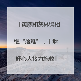 黄麂和灰林鸮相继“落难”，十堰好心人接力施救