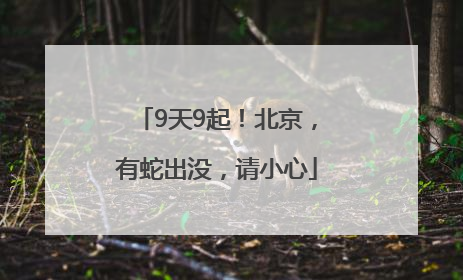 9天9起！北京，有蛇出没，请小心